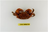 藏品(中型東方蟹)的圖片